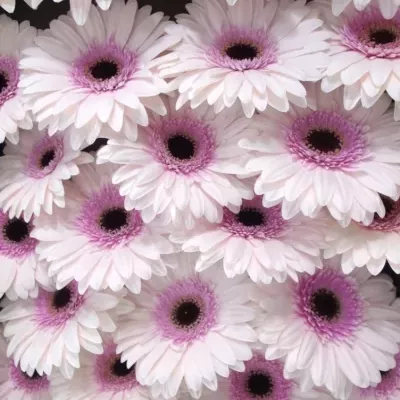 Gerbera GR TERRA TAMBOURINE