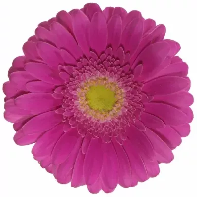 Gerbera GR TERRA WINK