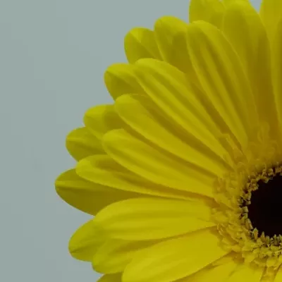 Gerbera GR TESS 10cm