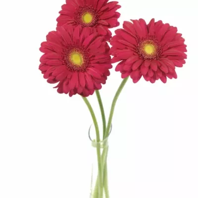 GERBERA GR TRIBUTE
