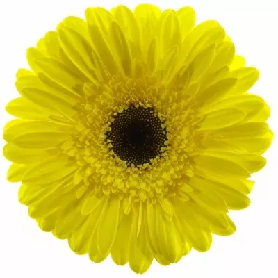 Gerbera GR WAKE-UP 10cm