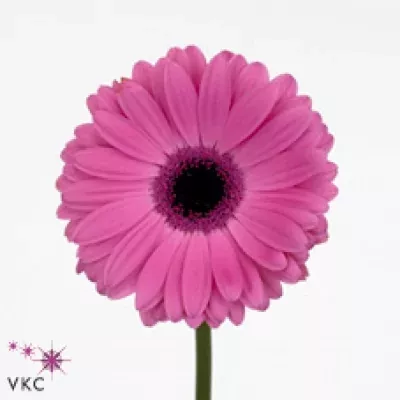 Gerbera GR Westcoast