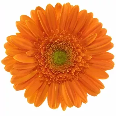 GERBERA MEXX