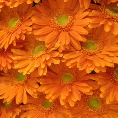 GERBERA MEXX