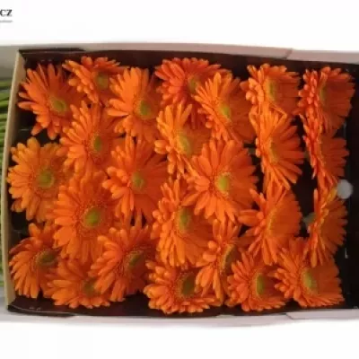GERBERA MEXX