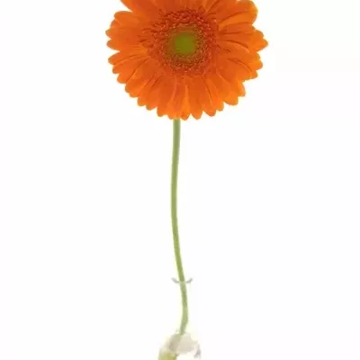 GERBERA MEXX