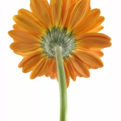 GERBERA MEXX