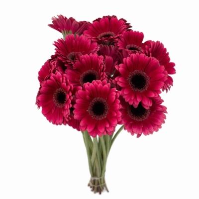 Gerbera mini AMELIE