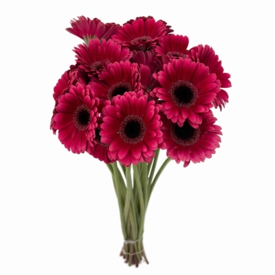 Gerbera mini AMELIE