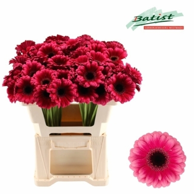 Gerbera mini AMELIE