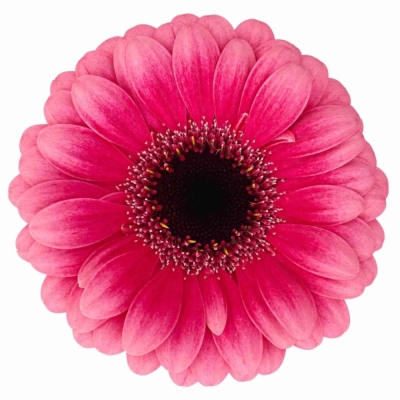 Gerbera mini AMELIE (WATER)