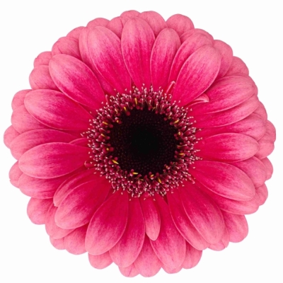 Gerbera mini AMELIE