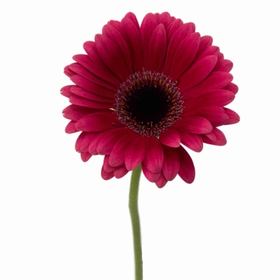 Gerbera mini AMELIE