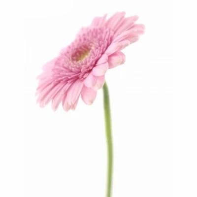 Gerbera mini ANDRINA