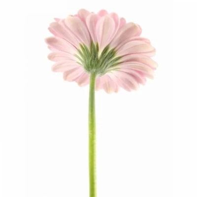 Gerbera mini ANDRINA
