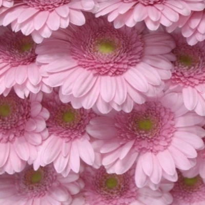 Gerbera mini ANDRINA