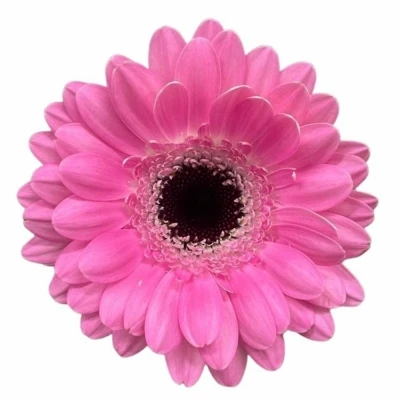 Gerbera mini BENTLEY (WATER)
