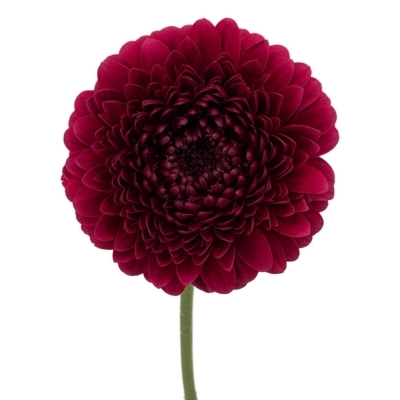 Gerbera mini BOLERO NEIRONEIRO