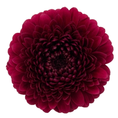 Gerbera mini BOLERO NEIRONEIRO (WATER)