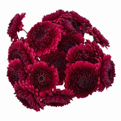 Gerbera mini BOLERO NEIRONEIRO