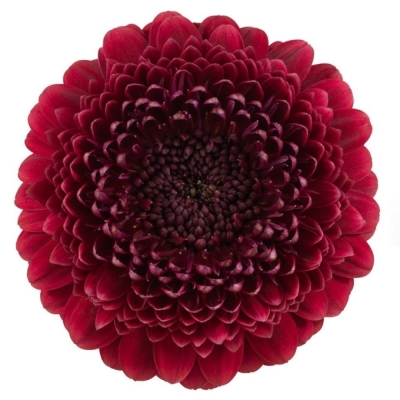 Gerbera mini BOLERO NEIRONEIRO (WATER)