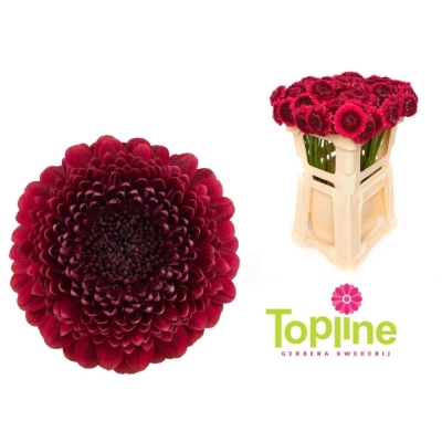 Gerbera mini BOLERO NEIRONEIRO