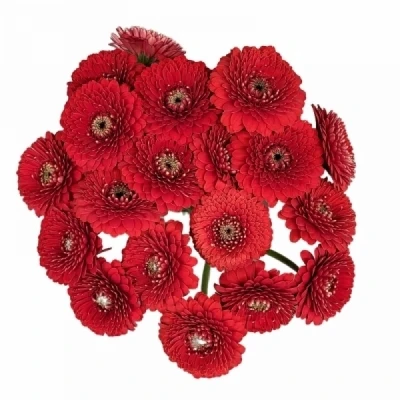 Gerbera mini BOLVORMIG BOLERO BOBO