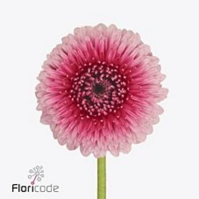 Gerbera mini BOLVORMIG BOLERO CHOOCHOO (WATER)