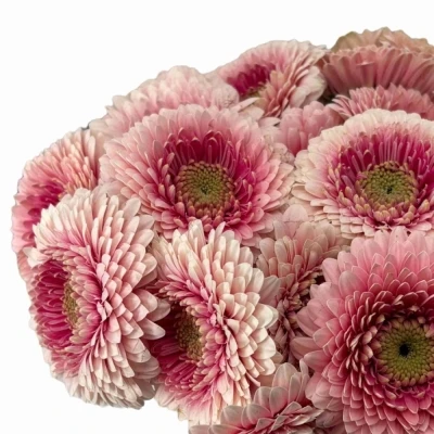 Gerbera mini BOLVORMIG BOLERO LINERLINER