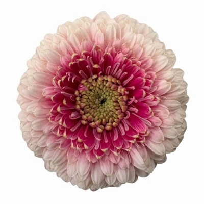 Gerbera mini BOLVORMIG BOLERO LINERLINER (WATER)