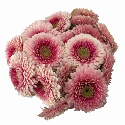 Gerbera mini BOLVORMIG BOLERO LINERLINER