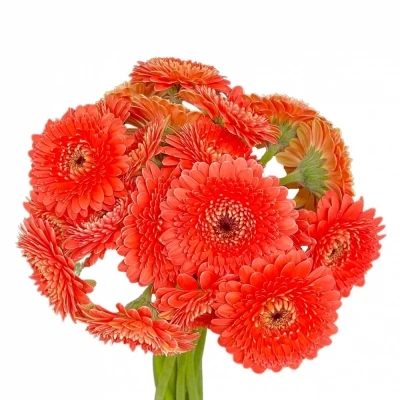 Gerbera mini BOLVORMIG BOLERO NOANOA