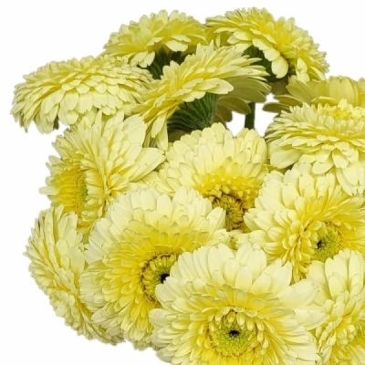 Gerbera mini BOLVORMIG DOTTI IVANI