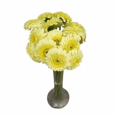 Gerbera mini BOLVORMIG DOTTI IVANI