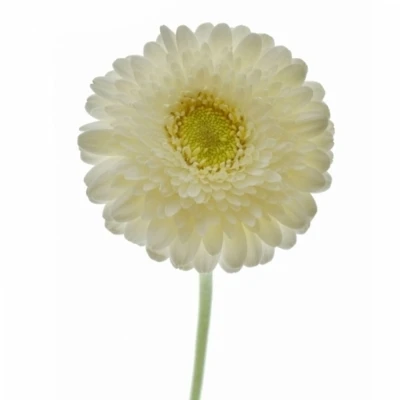 Gerbera mini BOLVORMIG GERPONI BLANCO
