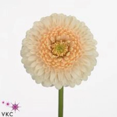 Gerbera mini BOLVORMIG GERRONDO TERRA MAGA (WATER)