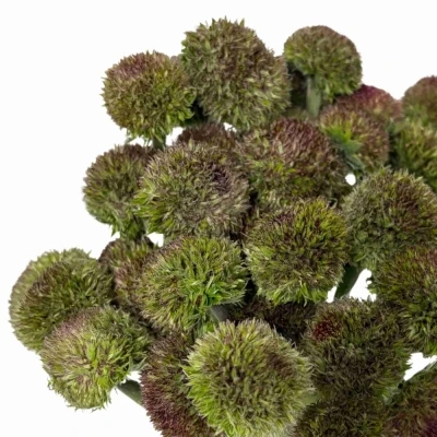 Gerbera mini BOLVORMIG MARIMO GREEN