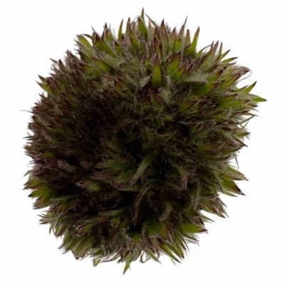 Gerbera mini BOLVORMIG MARIMO GREEN (WATER)