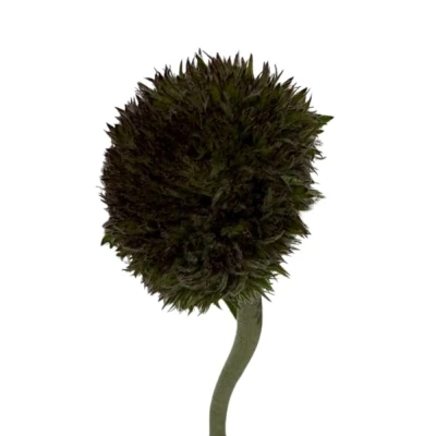 Gerbera mini BOLVORMIG MARIMO GREEN