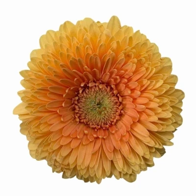 Gerbera mini BOLVORMIG POMPONI BUNNY (WATER)