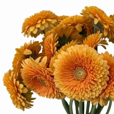 Gerbera mini BOLVORMIG POMPONI BUNNY