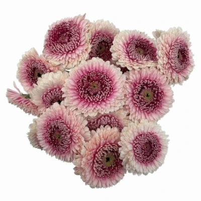 Gerbera mini BOLVORMIG POMPONI CAMILLA