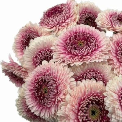 Gerbera mini BOLVORMIG POMPONI CAMILLA