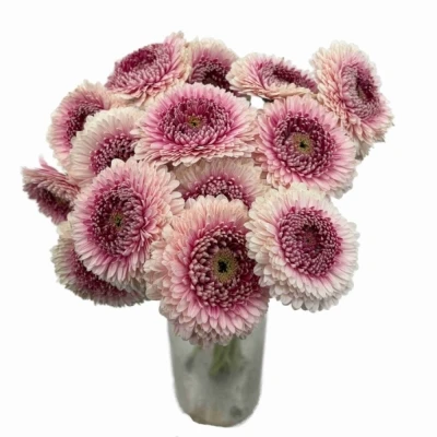 Gerbera mini BOLVORMIG POMPONI CAMILLA