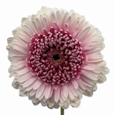 Gerbera mini BOLVORMIG POMPONI CAMILLA (WATER)
