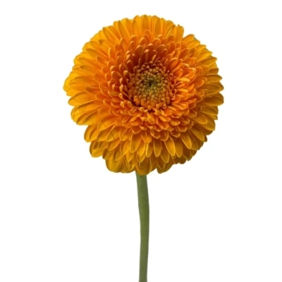 Gerbera mini BOLVORMING PONPONI HONEYDEW