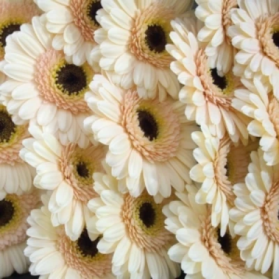 Gerbera mini CASILLAS