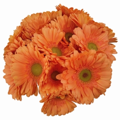 Gerbera mini CAVA