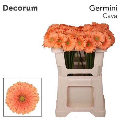 Gerbera mini CAVA