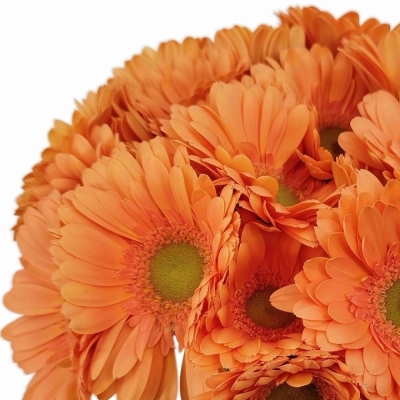 Gerbera mini CAVA